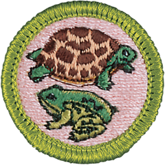 Reptile and Amphibian Study
